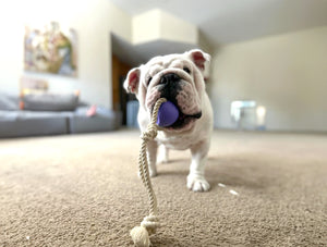 dog with ball and rope toy