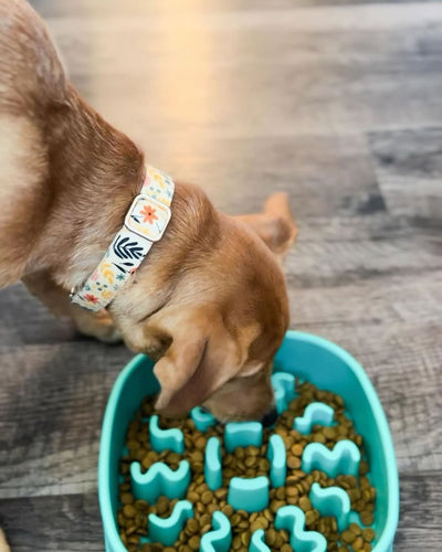 The Science Behind Slow Feeders: How They Improve Your Dog’s Eating Habits