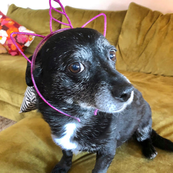 10 Fun Ideas for Pet-Friendly Events: From Bark Parties to Adoption Days