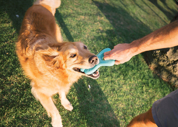 Chew Toys to Puzzle Games: How Different Dog Toys Promote Mental and Physical Well-Being