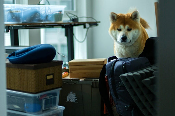 Moving With a Dog - 11 Tips for a Stress-Free Process by Freda Nkrumah