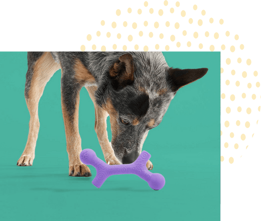 Interactive Dog Toys vs. DIY Brain Games: Which is Better for Your Dog?