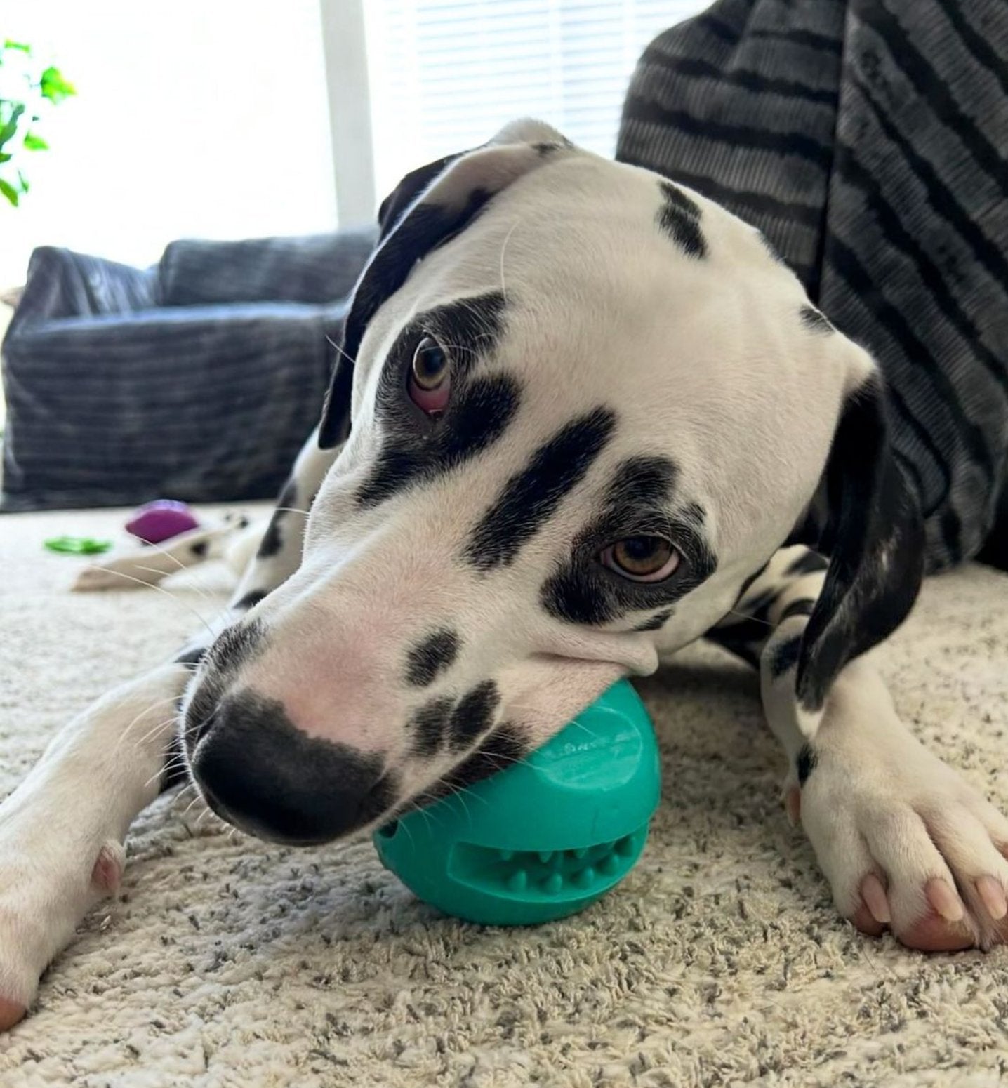 Dog playing with a Yomp Snackin' Ball treat dispenser toy