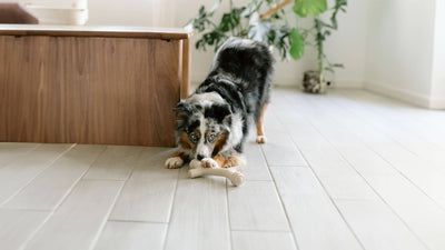 toys for hard chewers, extra durable toys for dogs