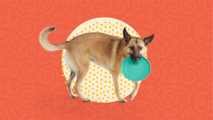 Fetch Dog Toys