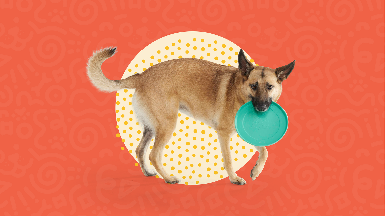 dog on an orange background with a yomp dog frisbee