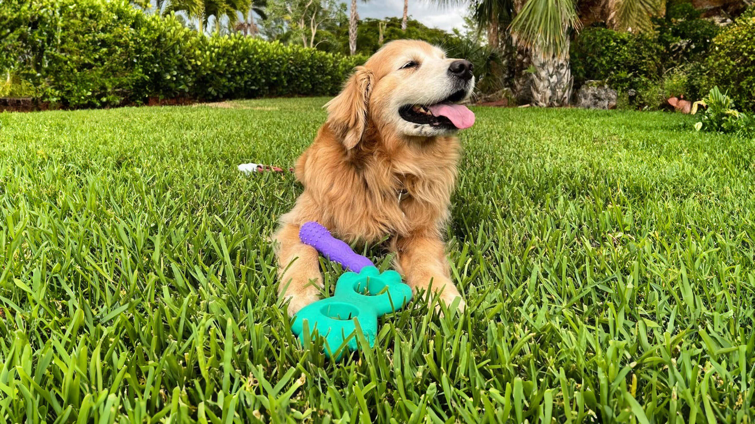 Happy dog with two Yomp dog toys in the grass