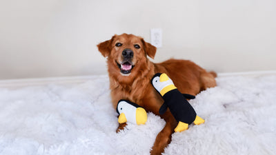Shop Our FowlPlay Plush Toys, plush dog toys, best dog plush toys, safe plush toys for dogs