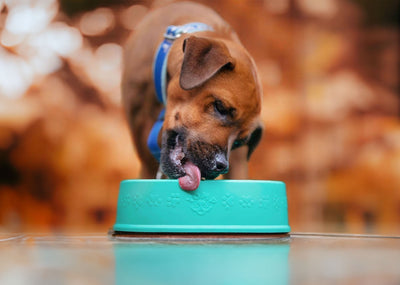 Slow Feeders and Bowls +Post-Mealtime Accessories
