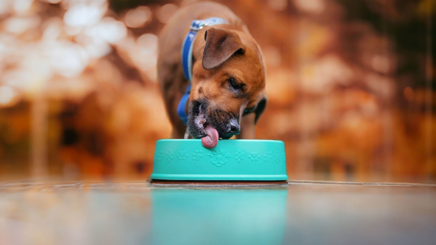 Dog eating from Yomp BetterFeeder slow feeder bowl