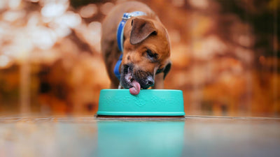 Dog bowls and feeders