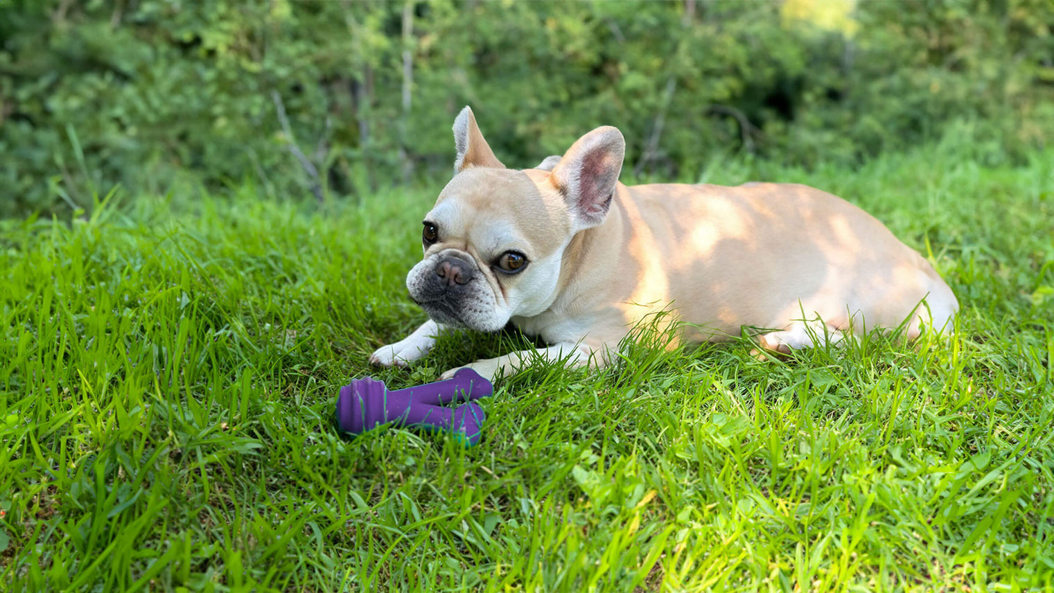 dog playing with a chew toy in the grass