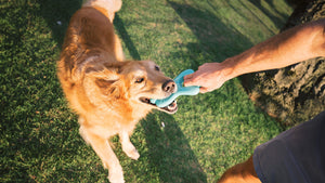 dog chew toys