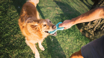 dog chew toys