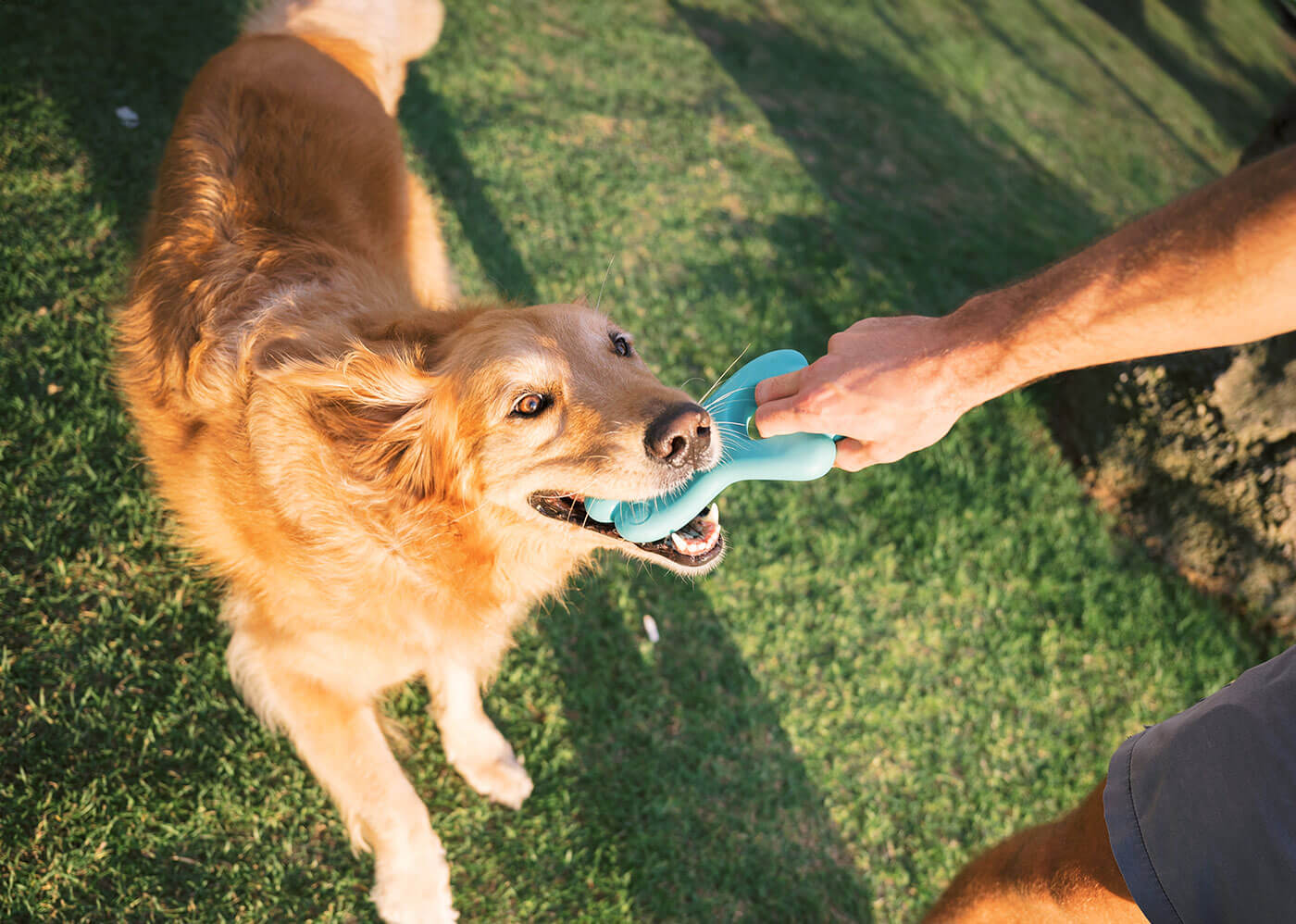 Dog playing tug with Yomp TugPup toy