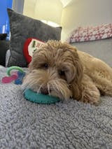 Dog Rope and Tug Toys