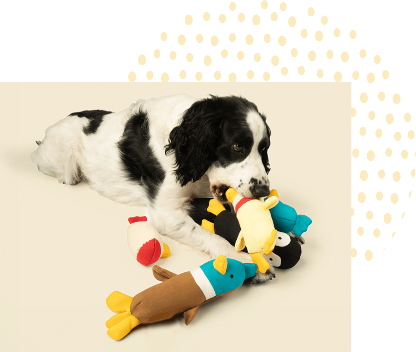 dog playing with bird themed plush dog toys yomp brand