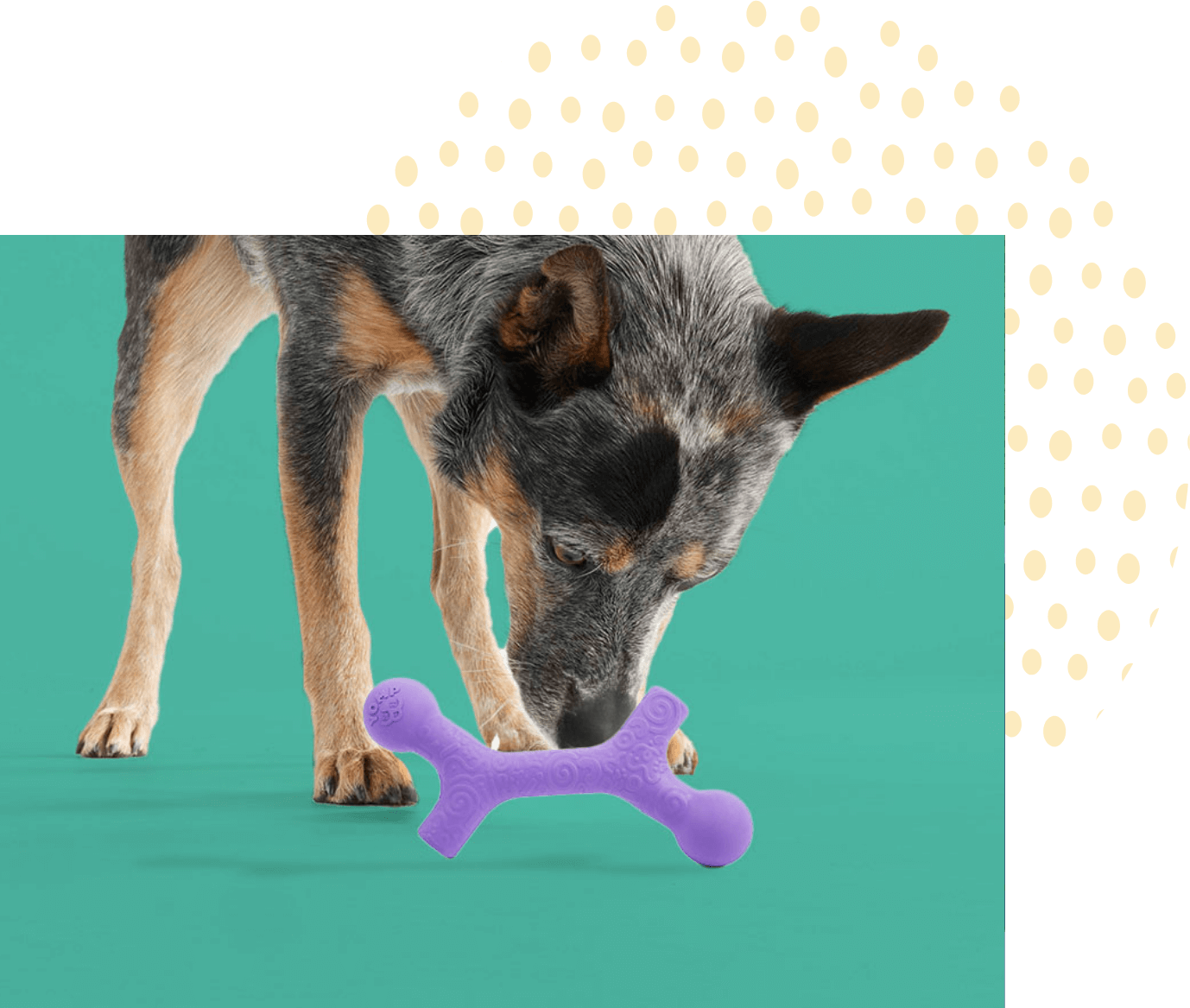 Dog playing with Yomp BallBone MAX chew toy