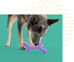 Interactive Dog Toys