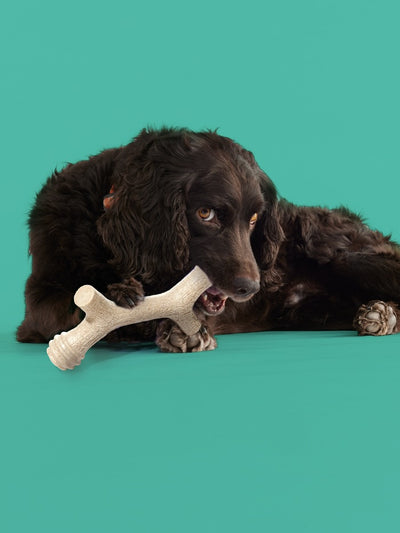 dog bone toy, dog with bone toys, dog playing with bone toys, chew toy for dogs