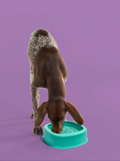 dog feeding bowl with dog, dog drinking water in yomp bowl