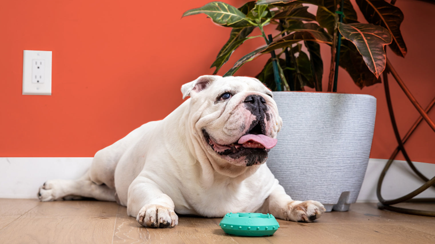 dog with yomp toy