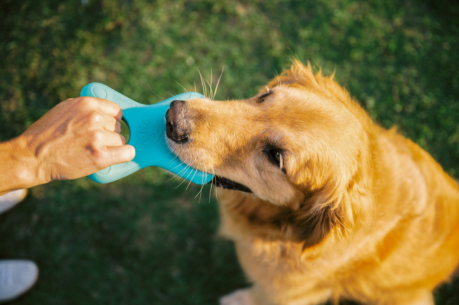 Dog playing tug with Yomp TugPup toy