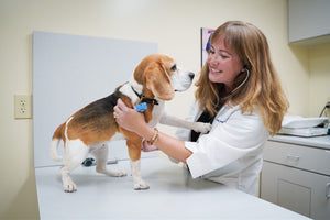 beagle dog at vets