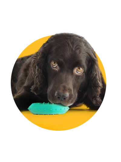 yomp chill chew chewing toy for dogs