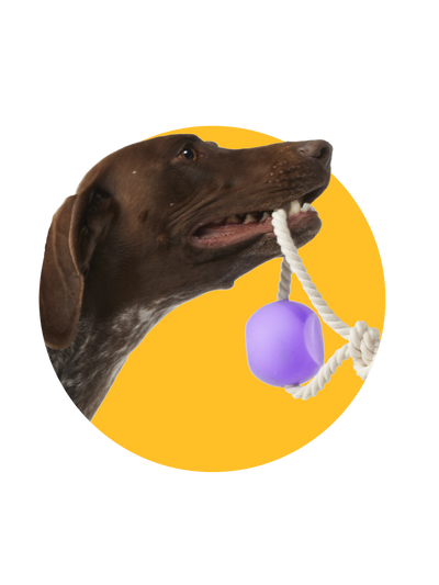 yomp ball rope dog toy