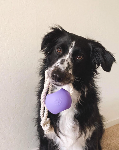 ball on the rope dog toy