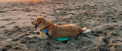 dog with frisbee on the beach