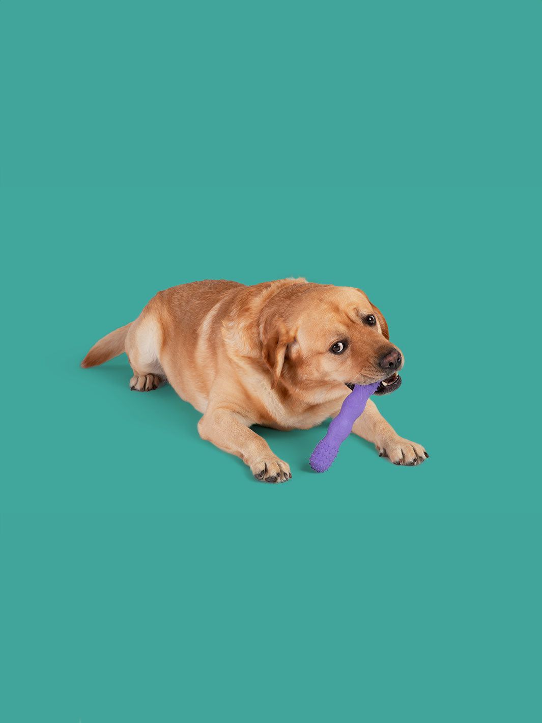 Dog Toy Puppy Pal Dog Toothbrush Review Busy Buddy® Bristle Bone®