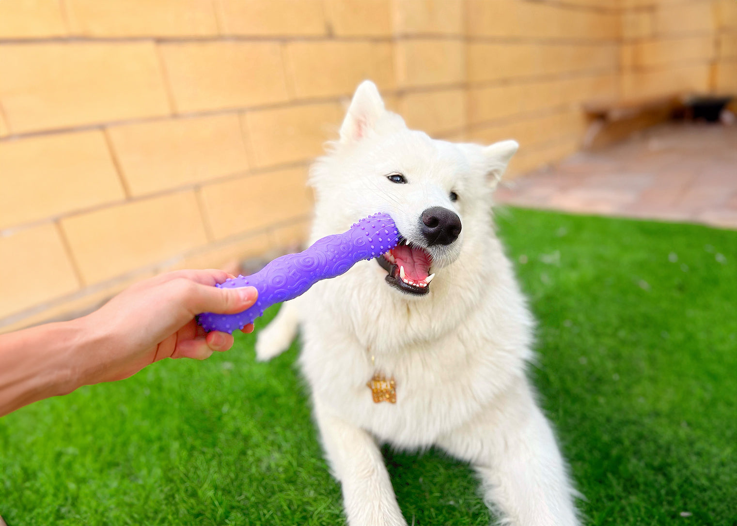 White_dog_toothbuddy