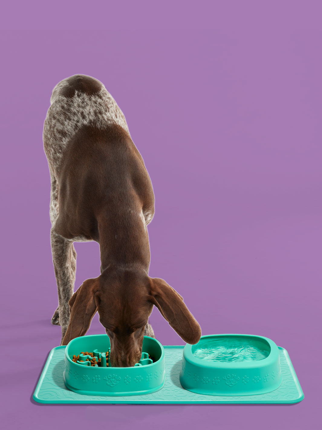 dog with yomp feeder mat, dog with mat and bowls