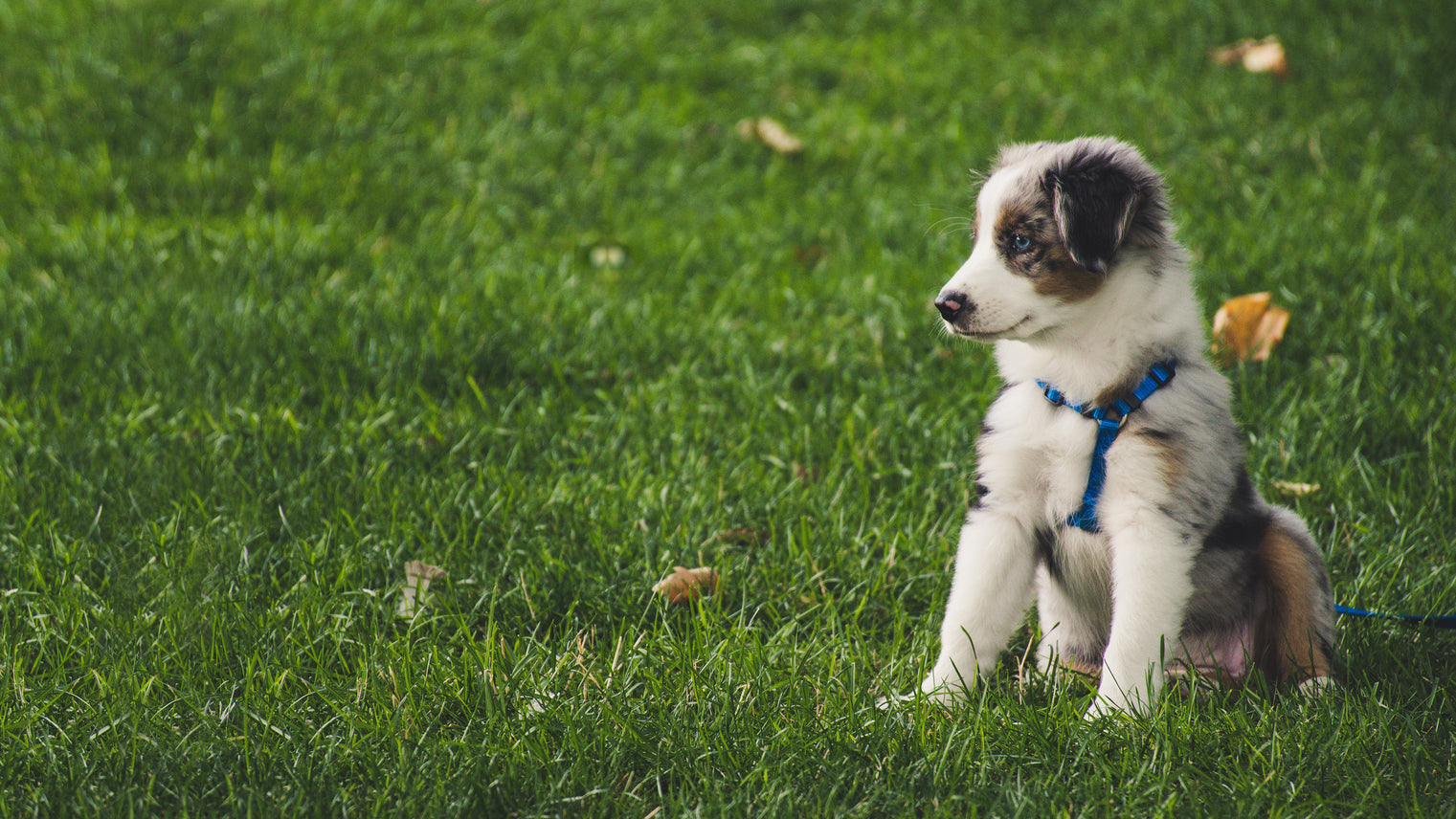 Cute Puppy sitting in the park