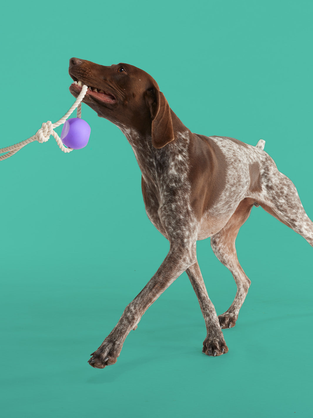 Ballwind® Dog Soft Ball on Rope – GSD Colony