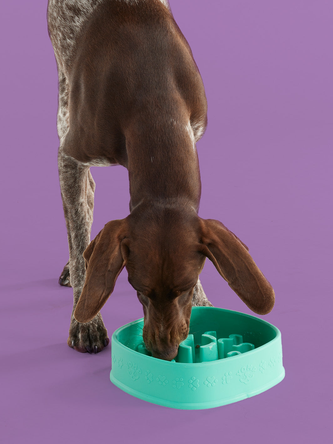 Slow Feeder Dog Bowl Healthy Dog Slow Feeder for Better Eating